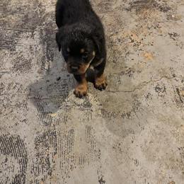 Rottweiler Puppy Available - 1 Female Left in Harper Woods, mi