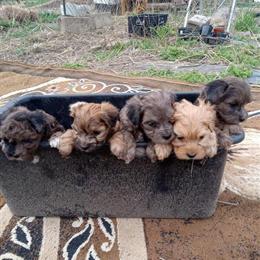 Hypo-allergenic Maltipoo Puppies in Fairfield, oh