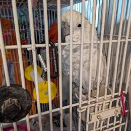 Cockatoo Umbrella for Adoption in Brunswick, oh