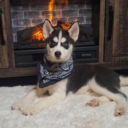 Husky Puppy Available with Registration and Vaccination Records in Linton, in
