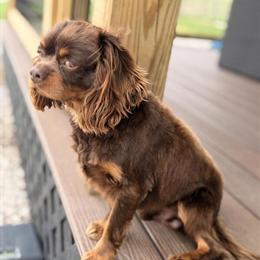 Cavalier King Charles Spaniel Male for Adoption in Somerset, ky