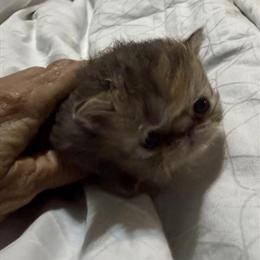 Persian Chocolate Tabby Kitten Ready in May in Palm Coast, fl