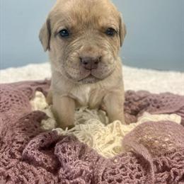 Cane Corso Puppies Ready for New Homes on April 26th in Glasgow, ky