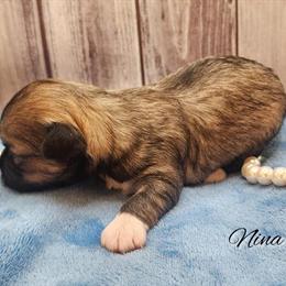 Chinese Crested Chihuahua Puppy - Female Toy Available in NC in Greensboro, nc