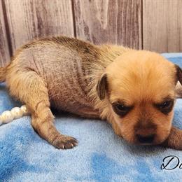 Chinese Crested Chihuahua Female Puppy Available in NC in Greensboro, nc