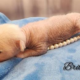 Hairless Chinese Crested Chihuahua Puppy - Pink Skin Female Toy in NC in Greensboro, nc