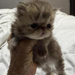 Exotic Chocolate Tabby Kitten Ready in May in Palm Coast, fl