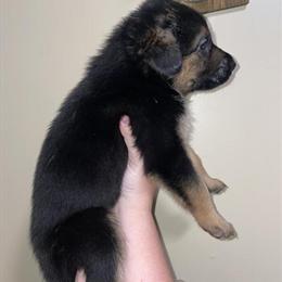 German Shepherd Puppies Ready for Adoption in Dothan, al
