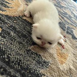 Persian White Kittens Available in Palm Coast, fl