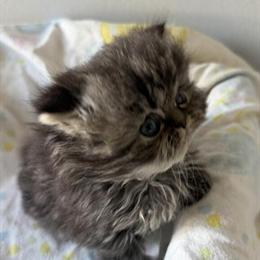 Persian kitten ready for new home in February in Palm Coast, fl