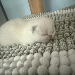 Exotic Kittens Available - Shorthair and Longhair in Palm Coast, fl