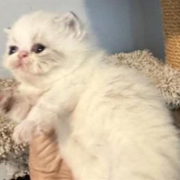 Exotic Shorthair Kitten with Blue Eyes Seeking Forever Home in Palm Coast, fl