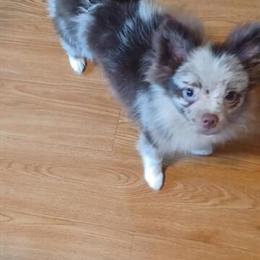Pomeranian Male Available in Newark, oh