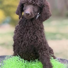Standard Poodle Puppies for Easter - Reduced Price in Charlottesville, va
