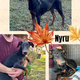 Doberman Puppies Available - Limited Time Discount in Cullman, al