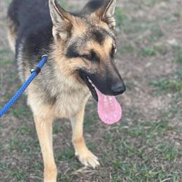 German Shepherd Male Puppy - Sweet and Smart in Cullman, al