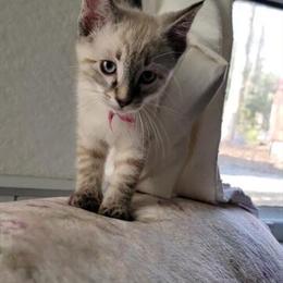 Siamese Kittens Available for Adoption in Boyertown, pa