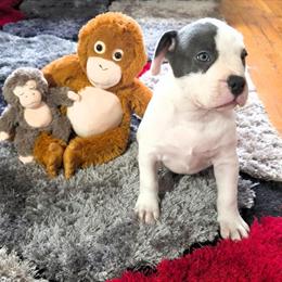 Bully Puppies Available - Blue & White with Distinctive Markings in New York, ny