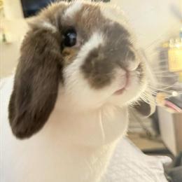 Holland Lop Bunny Free to Good Home with Cage in Warren, mi
