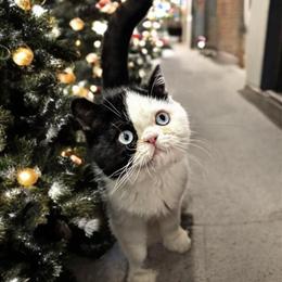 Exotic Kittens with Rare Blue Eyes for Adoption in Riverview, fl