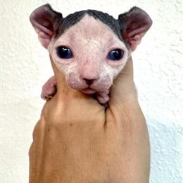 Sphynx Kitten with Blue Eyes Ready for a New Home in Riverview, fl