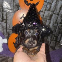 Miniature Dachshund Females for Sale in Benton, il