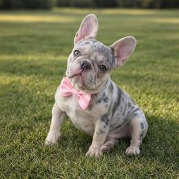 French Bulldog Puppies Available - AKC Health Cleared in Florence, ky