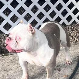 American Bully Female Companion Available in Toledo, oh