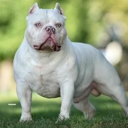 American Bully for Loving Home in Toledo, oh