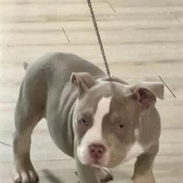 American Bully Puppies Available - 12 Weeks Old in Toledo, oh