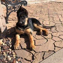 German Shepherd Puppies Available - 2 Males and 1 Female in Stillwater, mn