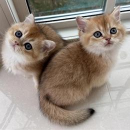 British Shorthair Kittens Available: Brother & Sister in Orlando, fl