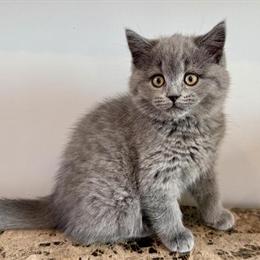 British Shorthair Blue Male Kitten Available in Orlando, fl