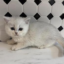 British Shorthair Silver Chinchilla Kitten for Adoption in Orlando, fl