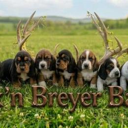 Basset Hound Puppies Ready in Two Weeks in Hillsboro, oh