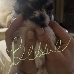 Teddy Bear Puppies Ready for Forever Homes in 4 Weeks in Southfield, mi