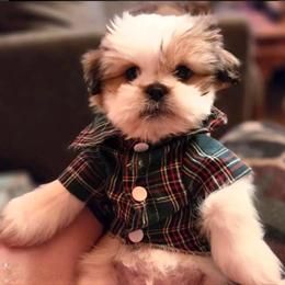 Maltese Puppy Available in King, nc