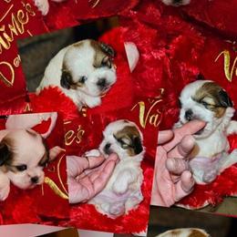 Pekingese Puppies Available for Adoption in King, nc