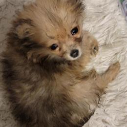 Male Pomeranian Puppy for Sale in Lansing, mi