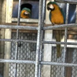 Macaw Pair for Sale in Miami, fl