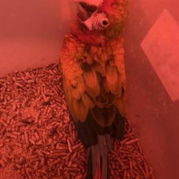 Sanbird Baby - 6 Weeks Old in Miami, fl