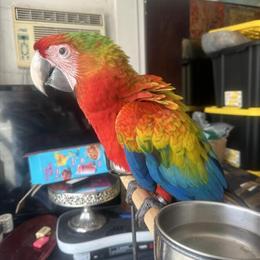 Macaw - Baby Sun Bird, 2 Months Old in Miami, fl