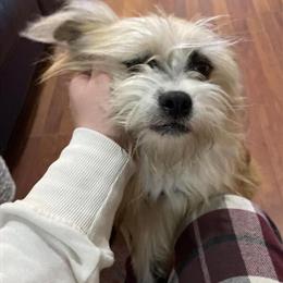 Male Shih Tzu Looking for a Forever Home in Midland, mi