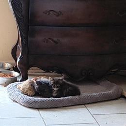 Maine Coon Tabby Male Kitten for Adoption in Dayton, oh