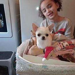 Tiny Male Chihuahua Puppy Available in Dayton, oh