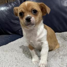 Shih Tzu Pekingese Puppies Available in Midland, mi