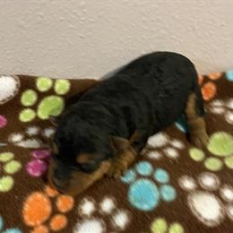 Welsh Terrier Puppies - 1 Male Left from Litter of 4 in Park Rapids, mn