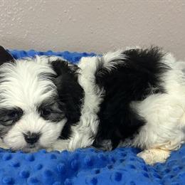 Maltese Ready for New Home April 6 in Park Rapids, mn