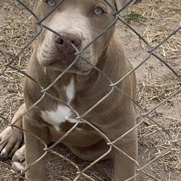 Pitbull puppy available, playful and ready to go in Roanoke Rapids, nc