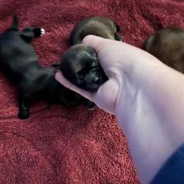 Shih Tzu Maltese Puppies Available for Deposit in Lorton, va